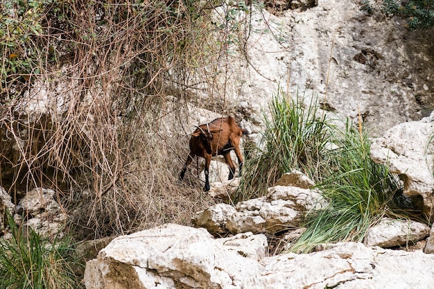 Горные козлы на отвесных скалах или каменных стенах Коричневый козел