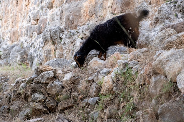 Mountain goats on sheer cliffs or stone walls