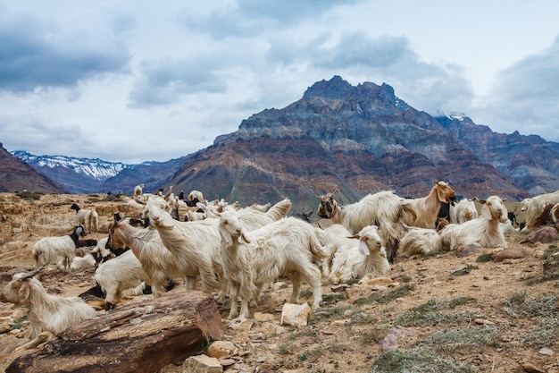 Mountain goats, Spiti Valley, Himachal Pradesh, India