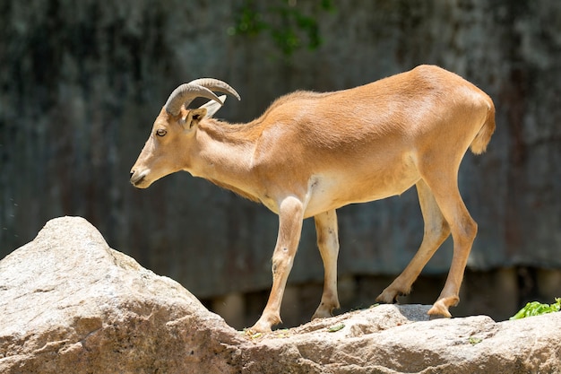 岩の上に立っている山羊。野生動物。