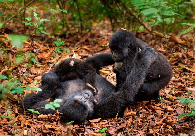マウンテンゴリラの家族ルワンダの野生の3匹の動物Gorillaberingeiberingei