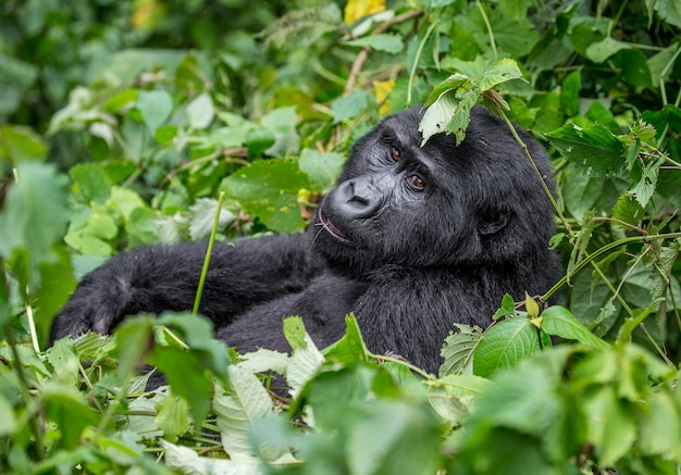 Foto il gorilla di montagna sta mangiando le piante. uganda. parco nazionale della foresta impenetrabile di bwindi.