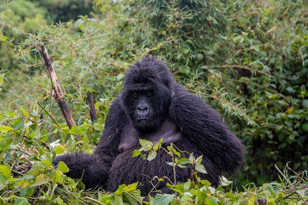 写真 自然の中で座っているマウンテンゴリラ