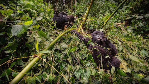 Горные гориллы Gorilla beringei beringei