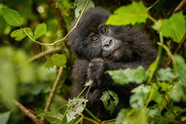 Горные гориллы Gorilla beringei beringei