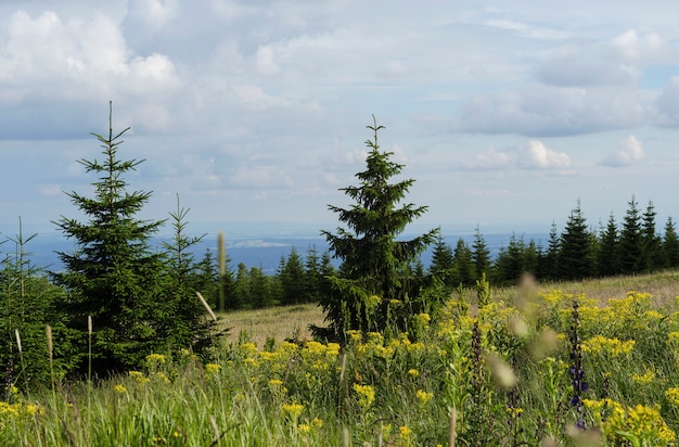 Mountain grass and fir tree on blue sky background