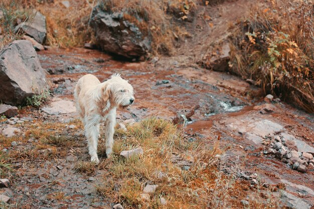 Photo mountain guide dog