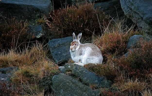 Mountain hare in winter coat cleaning and preening