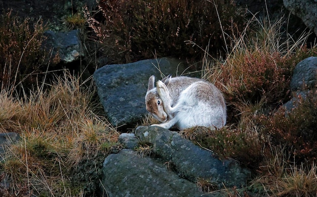 Mountain hare in winter coat cleaning and preening