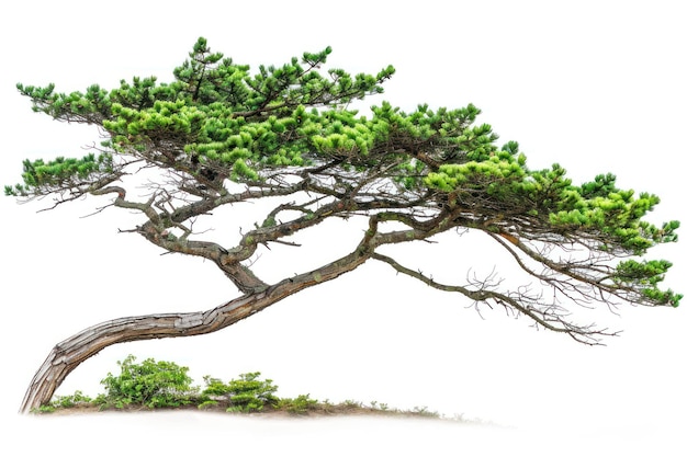 mountain hemlock tree conifer plant pine