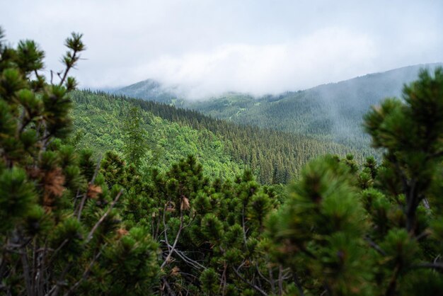 山登り。美しい山の景色。針葉樹林と高山草原