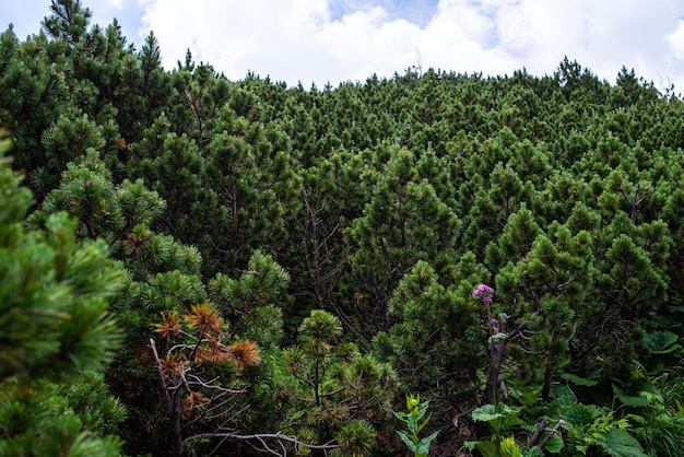 Mountain hiking. Beautiful mountain views. Coniferous forests and alpine meadows