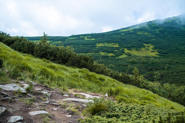 Mountain hiking. Beautiful mountain views. Coniferous forests and alpine meadows