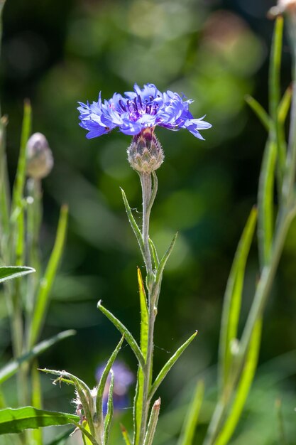 Mountain knapweed maïsbloem