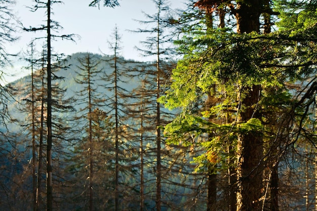 Mountain ladscape with trees