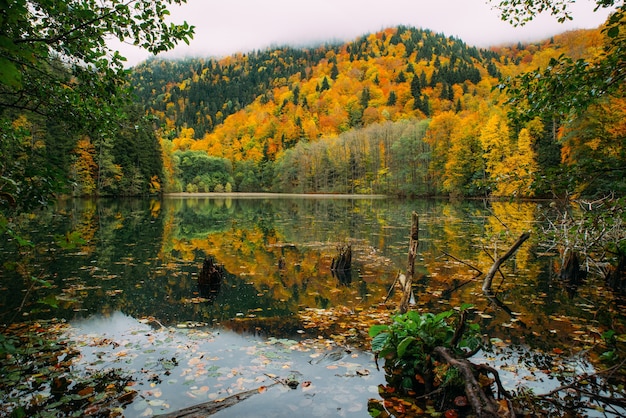 秋の森の山の湖