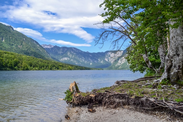 Mountain lake and shore with stump and interesting winding roots.