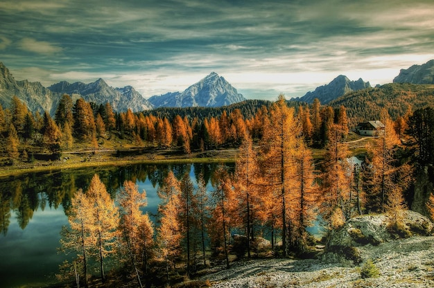 A mountain lake with larch trees in the foreground and a forest in the background.