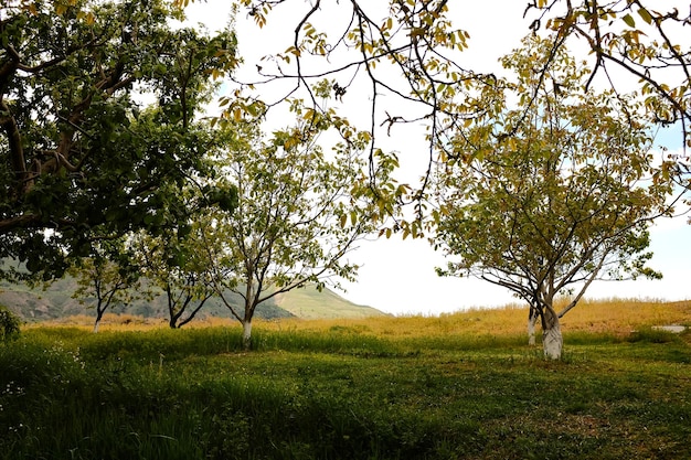 写真 山岳風景の背景 春の庭の果樹