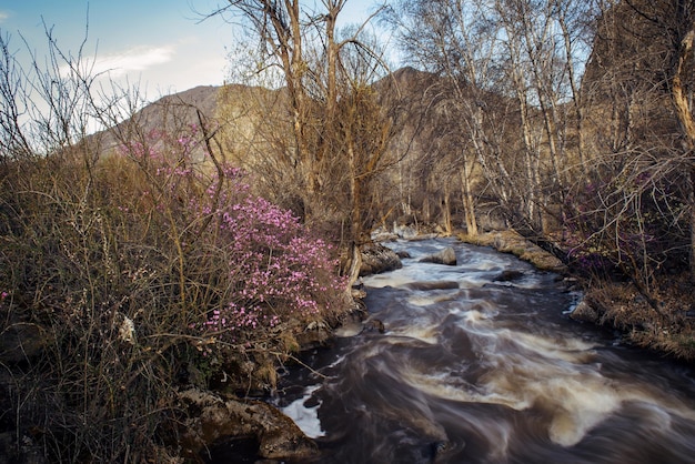 Mountain landscape in early spring. The end of winter, muddy meltwater in stormy stream. On the shore beginning of flowering of rhododendron shrub. Wild nature of Altai.