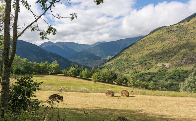 草作物の山の風景