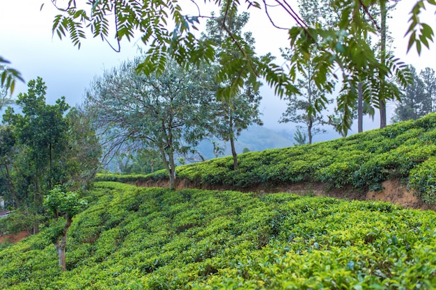 Mountain landscape, green slopes. Beauty of mountains. Little Adam peak, mountain in the fog view from the jungle