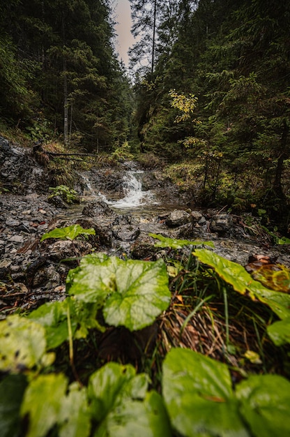 Foto paesaggio di montagna foresta nebbiosa flusso fluviale naturale slovacchia bassi tatra demenovska hora e dolina vyvierania viaggio liptov