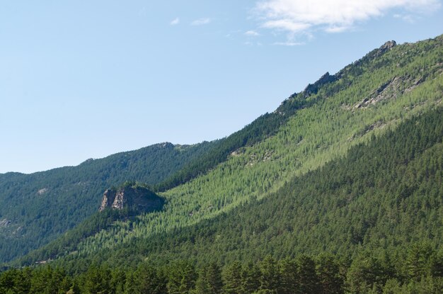 Montagne del paesaggio di montagna ricoperte di natura selvaggia della foresta di pini