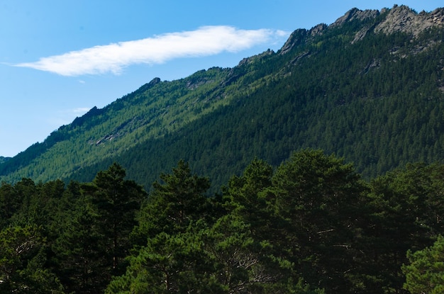 Mountain landscape mountains covered with pine forestwild nature