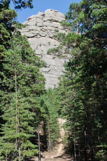 Mountain landscape mountains covered with pine forestwild nature