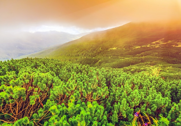 Mountain landscape in summer