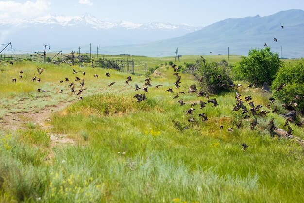 Mountain landscape in the summer