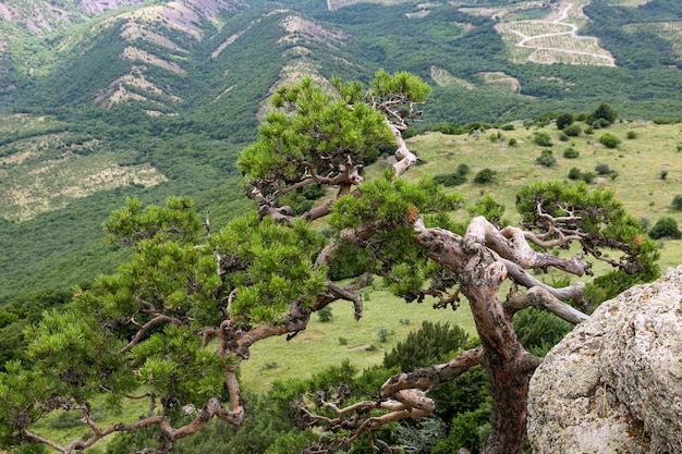 Mountain landscape tree crooked mountain pine growing on a sheer cliff The concept of resilience and survival