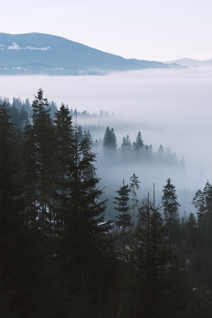 Paesaggio di montagna in inverno. foresta di abeti e nebbia. giornata nuvolosa. ucraina dei carpazi, europa. elaborazione artistica delle foto. basso contrasto e viraggio del colore