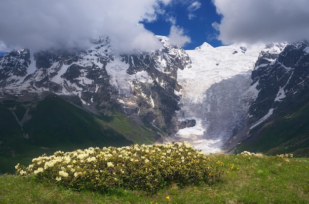 Mountain landscape with beige flowers of rhododendron in the meadow. Sunny day in the summer. Main Caucasian ridge. Mountainous Svaneti, Georgia. View of the glacier Adishi