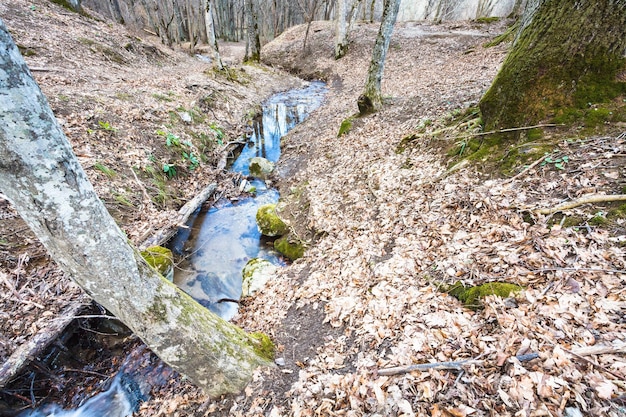 春の森の小川と山の風景