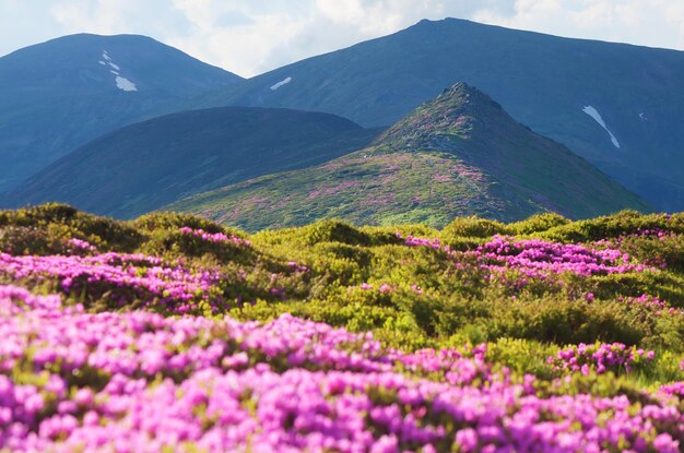 Mountain landscape with flowering rhododendron