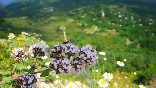 写真 花のある山の風景