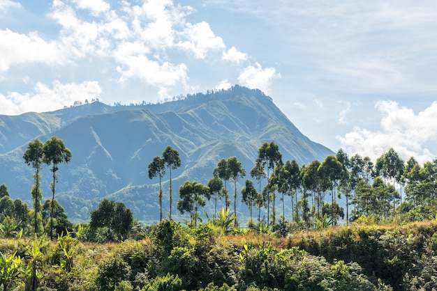 Mountain landscape with forest on cloudy day.