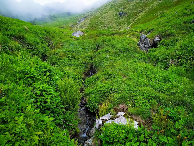 Mountain landscape with fresh green grass