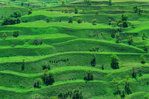 Горный пейзаж с зелеными сельскохозяйственными террасами на склонах