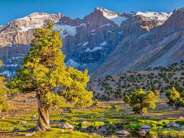 Mountain landscape with green juniper tree in sunshine on a rocky mountain. Fann Mountains,Tajikistan, Central Asia