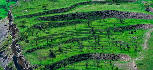 Mountain landscape with green terraced hay fields on the slopes