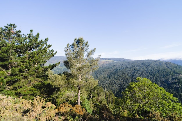 Mountain landscape with pine trees Copy space