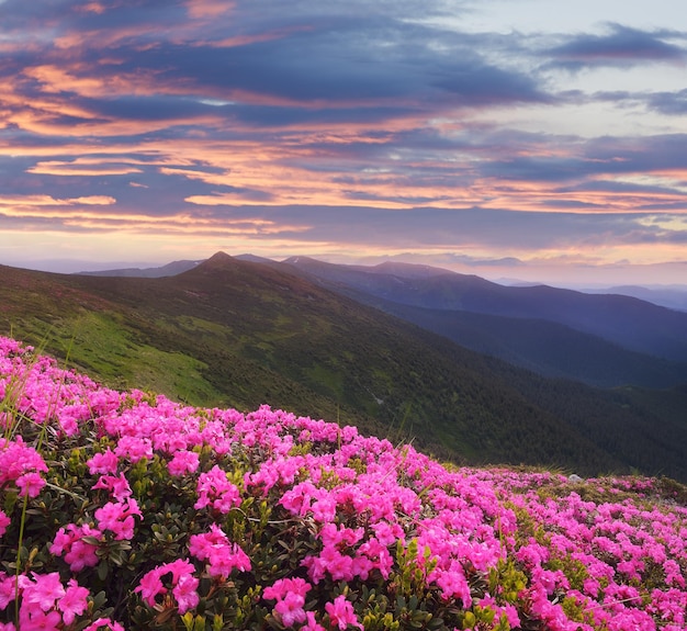 Foto paesaggio di montagna con fiori rosa al tramonto