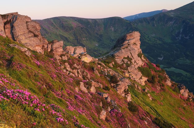 岩と花のある山の風景