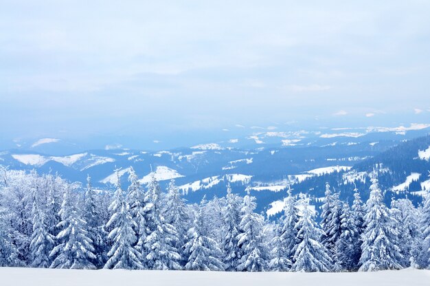 Mountain landscape with snowy trees