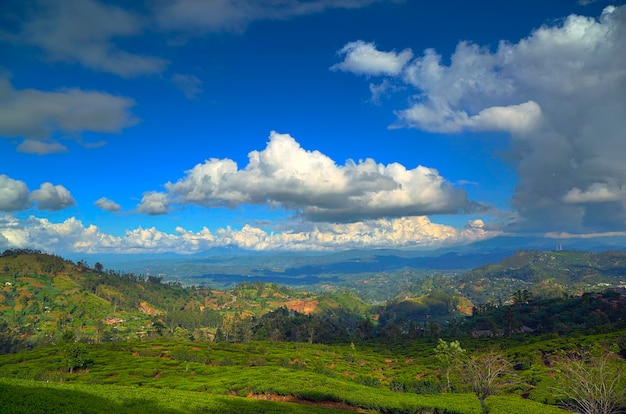 Photo mountain landscape with tea plantation