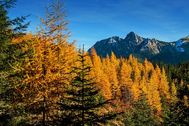 Mountain landscape with tree forest