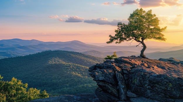 Горный пейзаж с деревом на закате летом живописная одинокая сосна на вершине скалы панорамный потрясающий вид Концепция природы небо путешествия фон